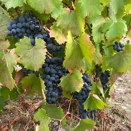 Placido Douro - Tabuaco