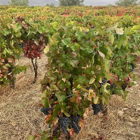 Placido Douro - فندق