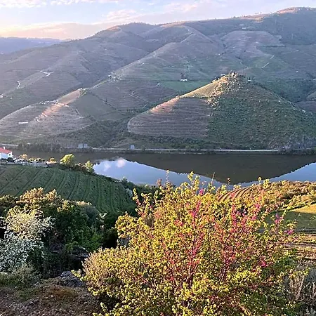 Placido Douro - 4* Табуасу