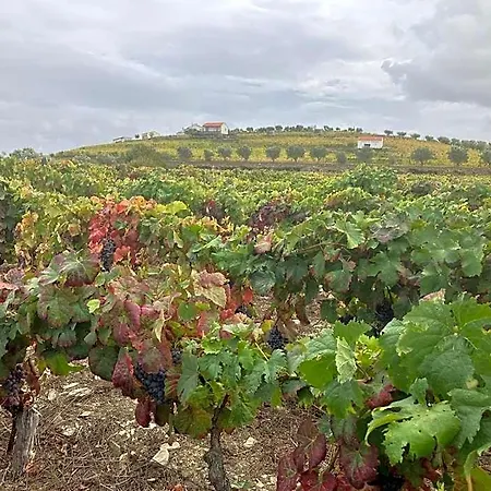 Placido Douro - 4*