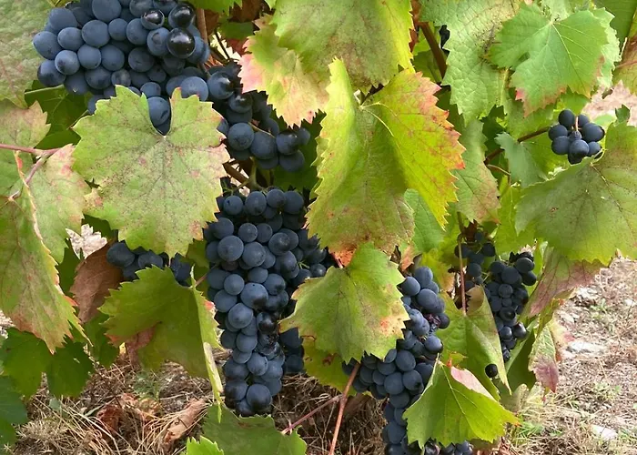 Placido Douro - Tabuaço