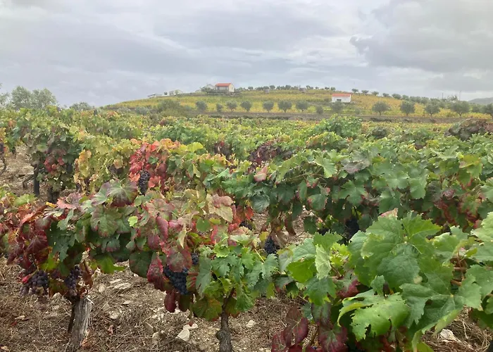 Placido Douro - 4* Tabuaço