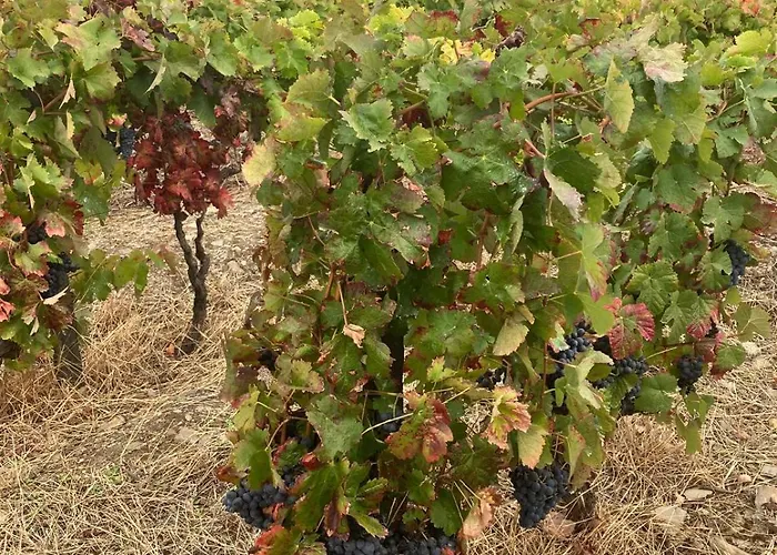 Placido Douro - Отель